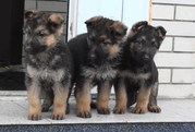 породистые щенки немецкой овчарки