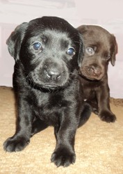 продаю щенков лабрадора-ретривера