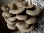 Семена для выращивания грибов.