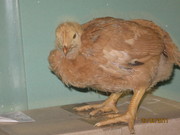 Курчата, каченята. бройлери