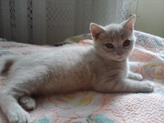 Продам шотландских вислоухих и прямоухих котят. Житомир.