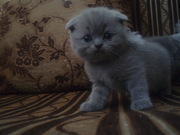 Продам шотландских котят