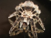 продам паука птицееда