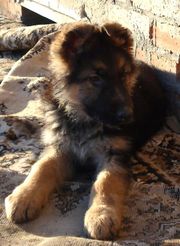 Продам щенков немецкой овчарки