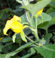 семена и клубни тладианты