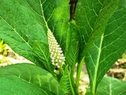 лаконос американский