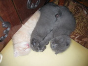 продам вислоухих котят