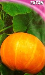 семена тыквы крупноплодной, на кашу