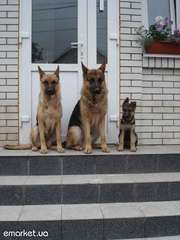 продам породистого щенка немецкой овчарки