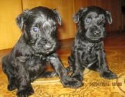  Щенки цвергшнауцера