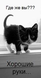 Котенок бесплатно в хорошие руки