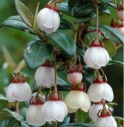 Семена экзотических растений