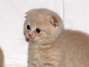 Шотландские плюшевые котята