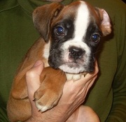 продажа щенки БОКСЕРА