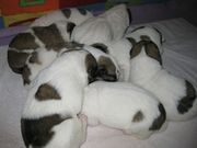 Щенки Алабая (Азиат,  Среднеазиатская овчарка,  туркменский волкодав)