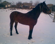 Продається кінь,   смт  Ружин  Житомирська  область,   ціна  договірна. 
