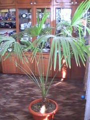 Пальма веерная, крупная.