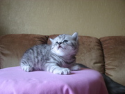 Британские мраморные котята