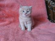 британцы, страйт