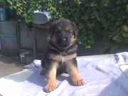 Продам щенка немецкой овчарки