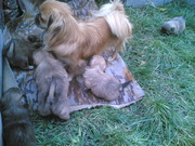 Продаются пекинесы (свои)