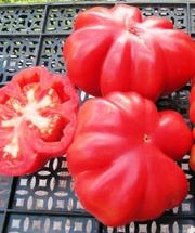 Семена томатов