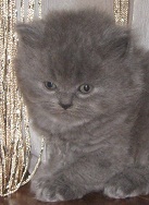 Замечательные британцы