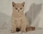 Продаются британские чистокровные малыши