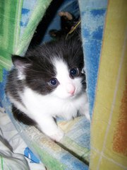 Отдам в хорошие руки.