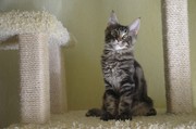 Мейн кун котята. Питомник Amerkun