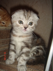 Вислоушки эксклюзивных окрасов