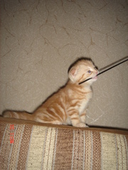 Самые яркие вислоушки