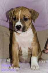 Продаётся щенок амстаффа девочка с шоу перспективой 