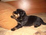 продаются щенки ротвейлера