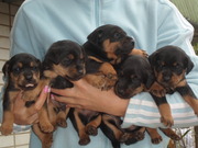 продам щенков ягдтерьера