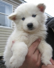 подарок Черно-белые,  голубоглазые хасята