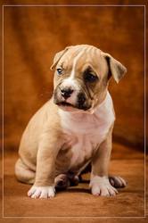 Потрясные детки   американского стаффордширского терьера