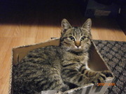 Котёнок в хорошие руки