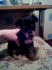 Мальчик той терьер