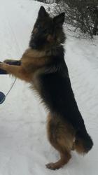 Німецька вівчарка