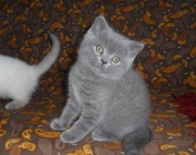 Шотландские котята