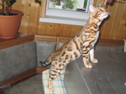 Бенгальские котята.